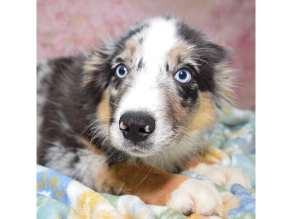 Miniature Australian Shepherd--Male---Petland Fort Myers, Florida