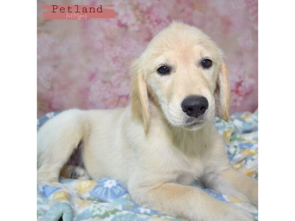 Golden Retriever--Female---Petland Fort Myers, Florida