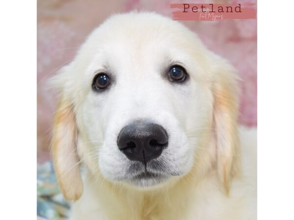 Golden Retriever--Male---Petland Fort Myers, Florida