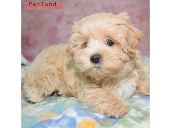 Malti-Poo--Male---Petland Fort Myers, Florida