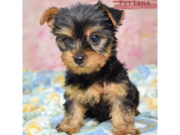 [#24045] Black & Tan Male Yorkshire Terrier Puppies for Sale