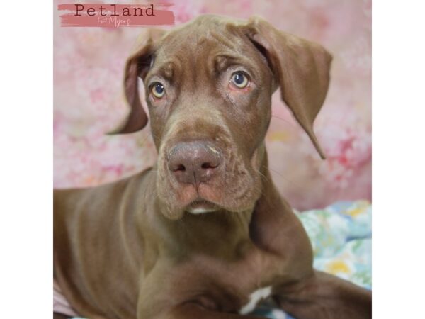 Great Dane--Male---Petland Fort Myers, Florida