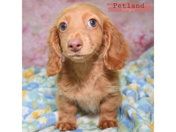 [#24037] Red Female Dachshund Puppies for Sale