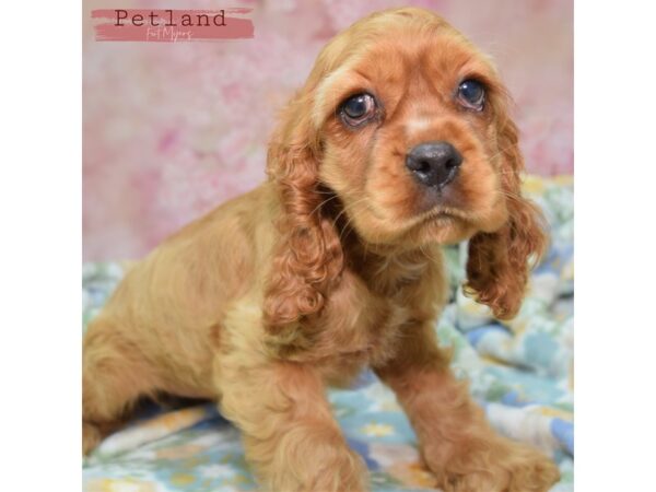 [#24036] Red Female Cocker Spaniel Puppies for Sale