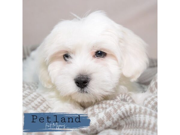 Coton De Tulear--Male---Petland Fort Myers, Florida