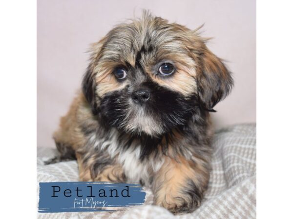Lhasa Apso--Female---Petland Fort Myers, Florida