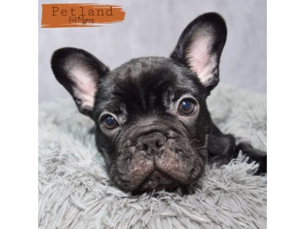 French Bulldog--Male---Petland Fort Myers, Florida
