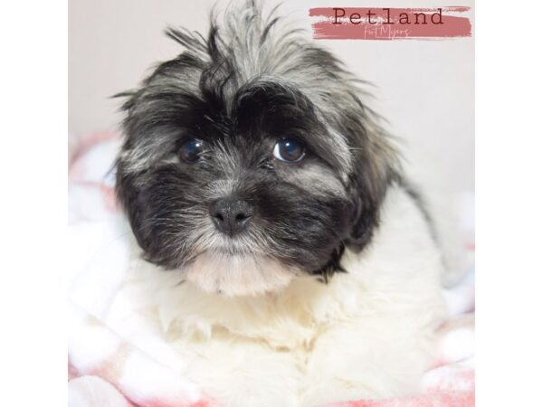 Havanese--Female---Petland Fort Myers, Florida
