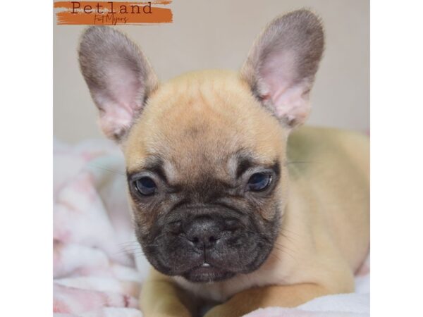 French Bulldog--Male---Petland Fort Myers, Florida