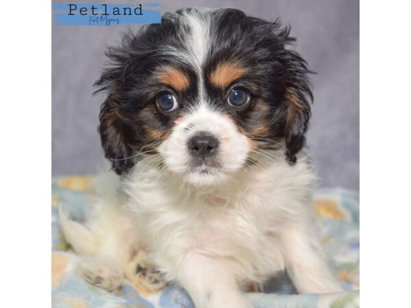 Cavapoo--Female---Petland Fort Myers, Florida
