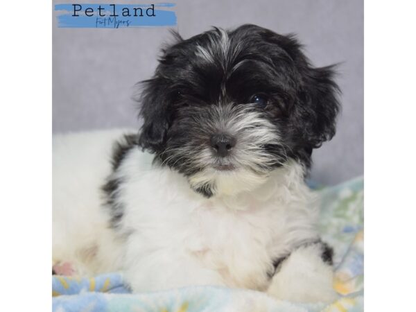 Shih-Poo--Male---Petland Fort Myers, Florida