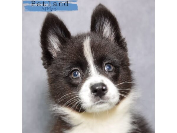 [#23984] Black & White Female Pomsky Puppies for Sale