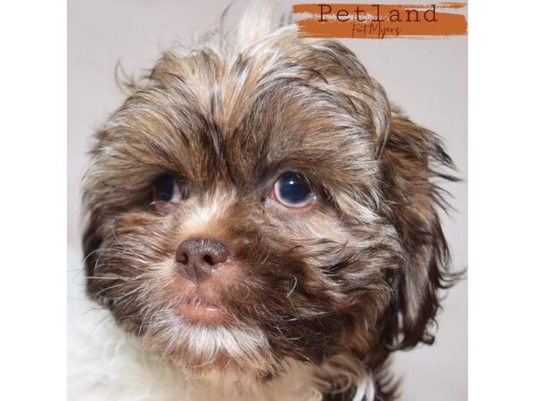 Shih -Poo--Male---Petland Fort Myers, Florida