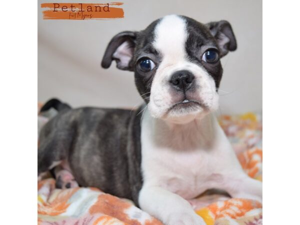 Boston Terrier--Female---Petland Fort Myers, Florida