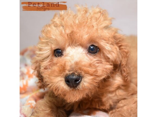 [#24006] Red & White Female Cavapoo Puppies for Sale