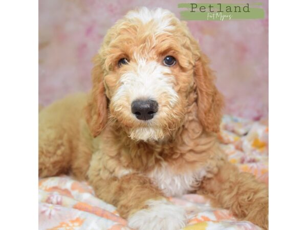 [#24033] Tan & White Male Poodle Puppies for Sale