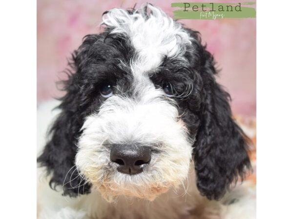Poodle--Male---Petland Fort Myers, Florida