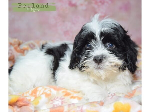 [#24028] Black and White Male Havanese Puppies for Sale