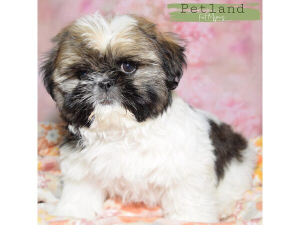Shih Tzu--Male---Petland Fort Myers, Florida
