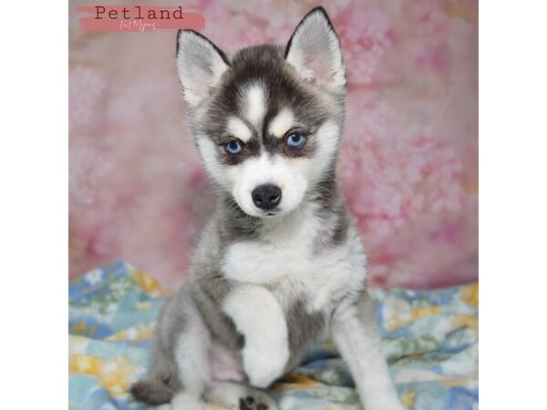 Alaskan Klee Kai--Male---Petland Fort Myers, Florida