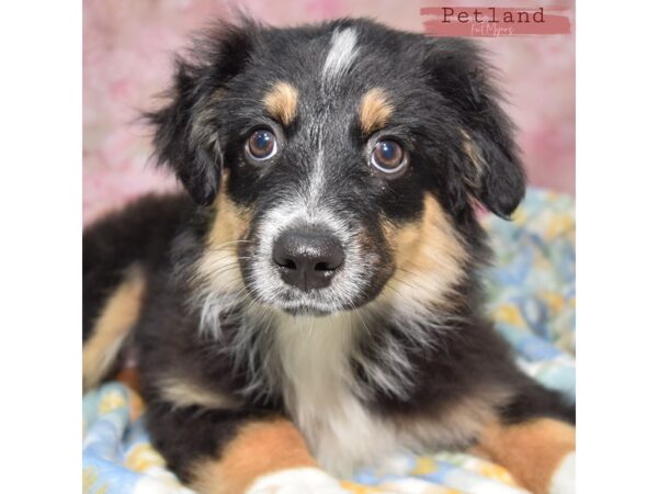 Miniature Australian Shepherd--Female---Petland Fort Myers, Florida