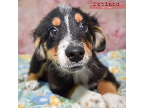 Miniature Australian Shepherd--Male---Petland Fort Myers, Florida