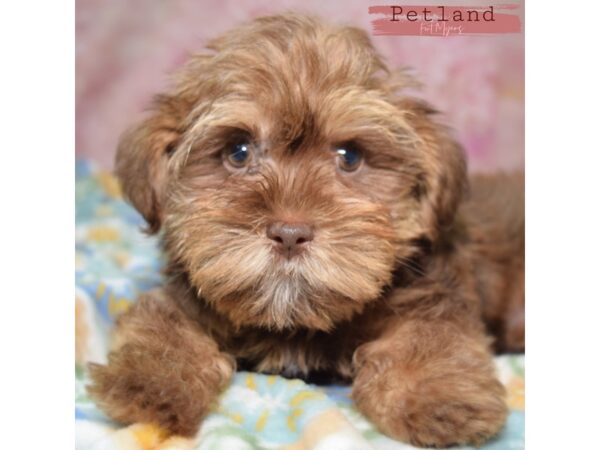 Shorkie--Male---Petland Fort Myers, Florida