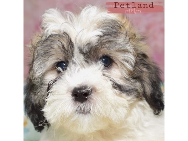 Teddy Bear--Female---Petland Fort Myers, Florida