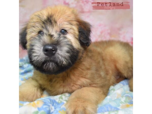 Soft Coated Wheaten Terrier--Male---Petland Fort Myers, Florida