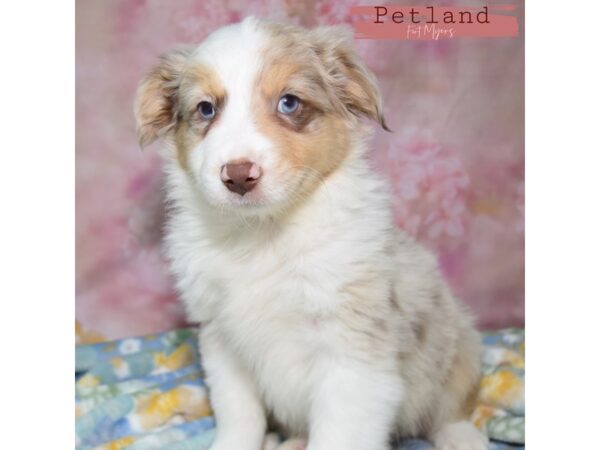 Miniature Australian Shepherd--Male---Petland Fort Myers, Florida