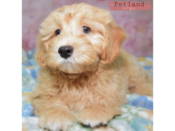 Cockapoo--Male---Petland Fort Myers, Florida