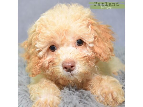 Cockapoo--Female---Petland Fort Myers, Florida