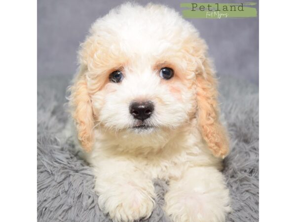 Cockapoo--Female---Petland Fort Myers, Florida