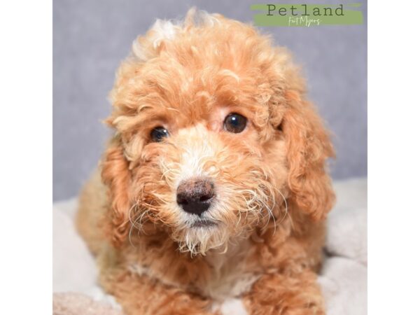 [#24069] Apricot & White Male Poodle Puppies for Sale