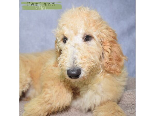 [#24068] Apricot Female Goldendoodle Puppies for Sale