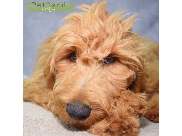 Goldendoodle--Male---Petland Fort Myers, Florida