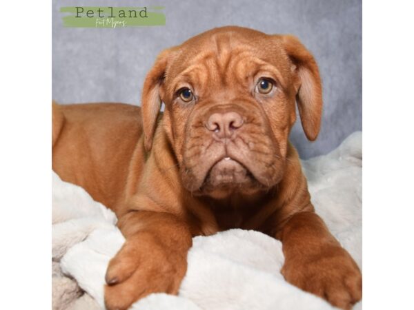 Dogue De Bordeaux--Female---Petland Fort Myers, Florida