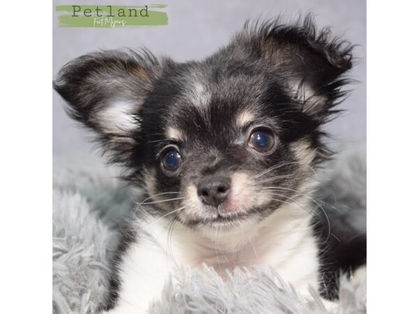 [#24055] Black & White Male Chihuahua Puppies for Sale