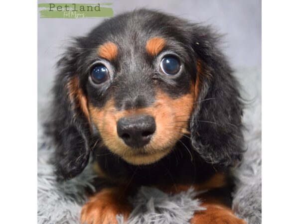 Dachshund--Female---Petland Fort Myers, Florida
