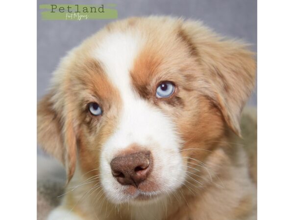 Australian Shepherd--Male---Petland Fort Myers, Florida