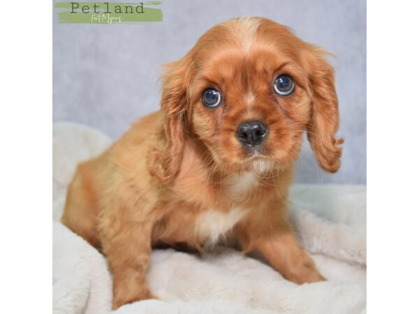 [#24063] Ruby Male Cavalier King Charles Spaniel Puppies for Sale