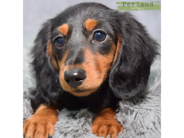 Dachshund--Female---Petland Fort Myers, Florida