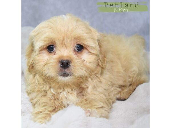 Pekeapoo--Male---Petland Fort Myers, Florida