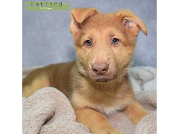 German Shepherd--Female---Petland Fort Myers, Florida