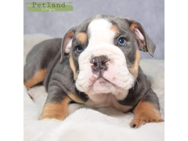 English Bulldog--Male---Petland Fort Myers, Florida