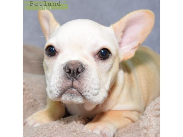 French Bulldog--Female---Petland Fort Myers, Florida