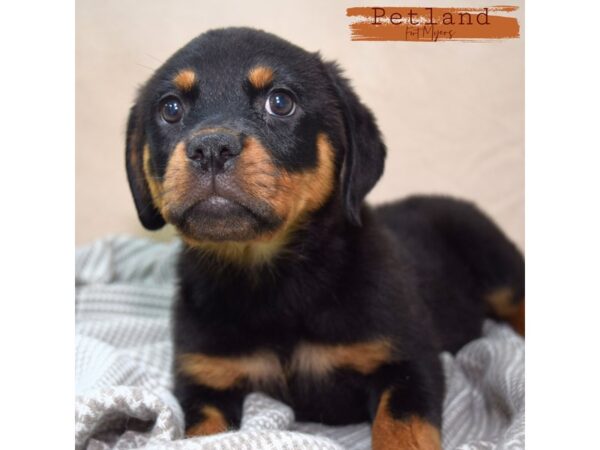 Rottweiler--Female---Petland Fort Myers, Florida