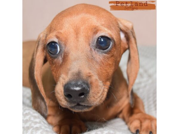 Dachshund--Female---Petland Fort Myers, Florida
