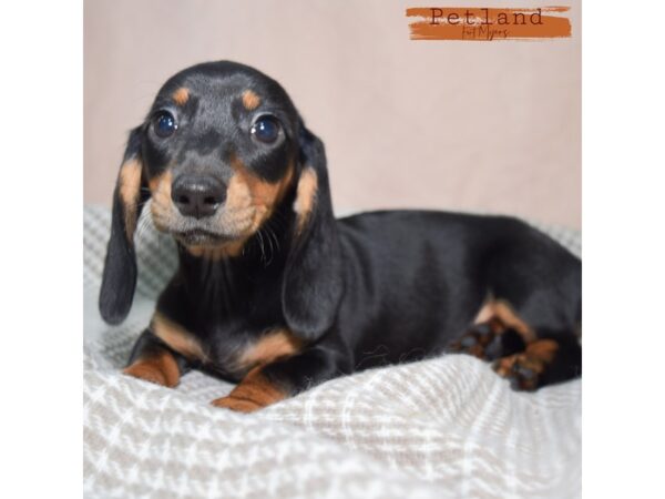 Dachshund--Female---Petland Fort Myers, Florida