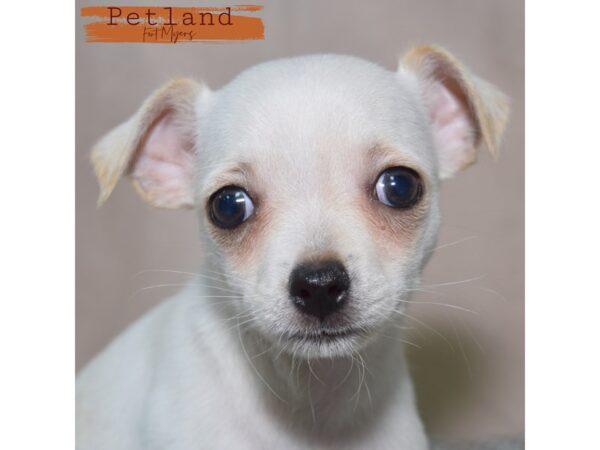 [#24081] Cream Female Chihuahua Puppies for Sale